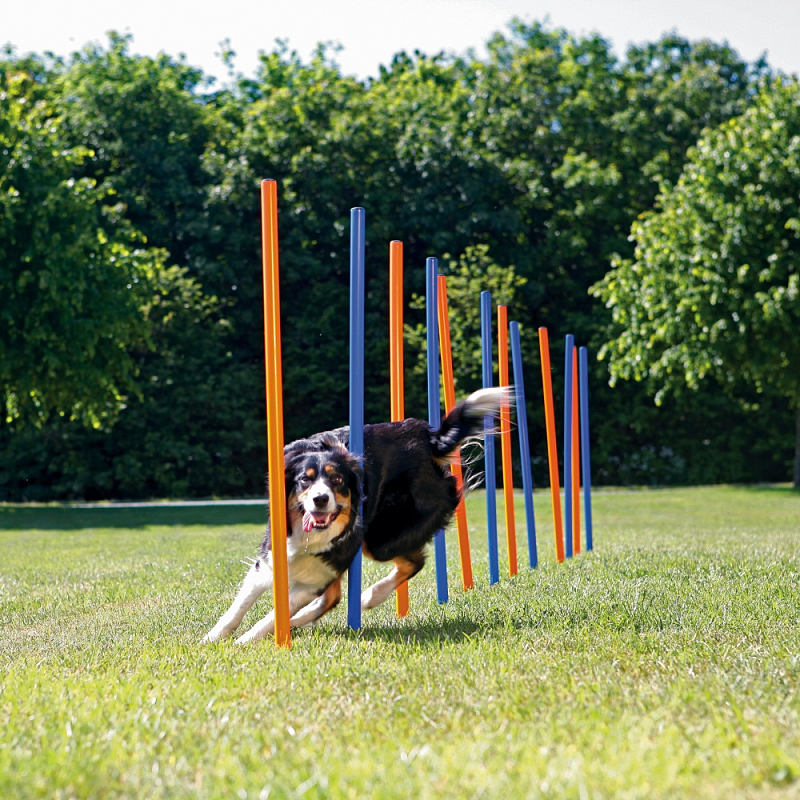 TRIXIE 3206 Agility-Ausrüstung für Hunde & Katzen 12 Stück(e) Blau, Orange Hund Agility-Ausrüstungsset