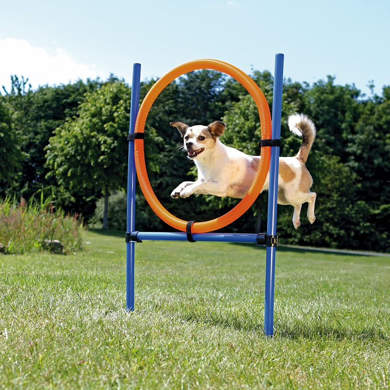 TRIXIE 3208 Agility-Ausrüstung für Hunde & Katzen Blau, Orange Kunststoff Hund Agility-Ausrüstungsset